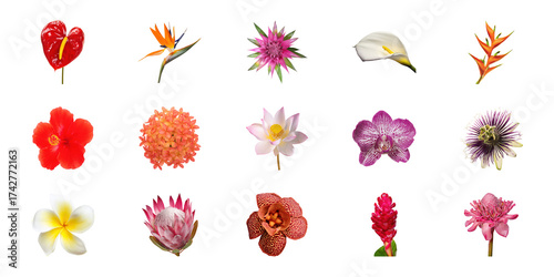 Exotic Flower Variety Set. Tropical Blooms And Botanical Diversity Collection Isolated On Transparent Background