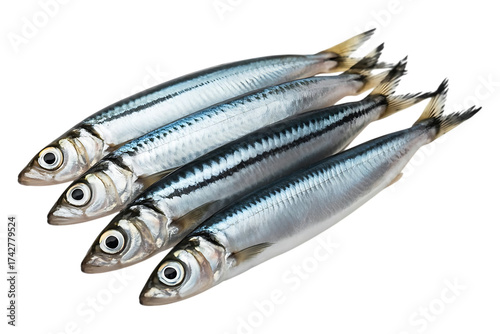 Anchovies or gray anchovy image isolated on transparent