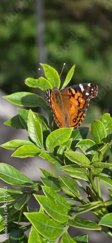 Painted Lady Butterfly on Green Leavesin Costa Rica