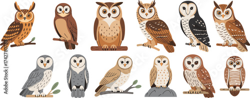 Cartoon owl collection, perched birds, wildlife illustration, nocturnal animals, forest species, cute vector art, colorful feathers, educational design, nature drawing, birdwatching graphic