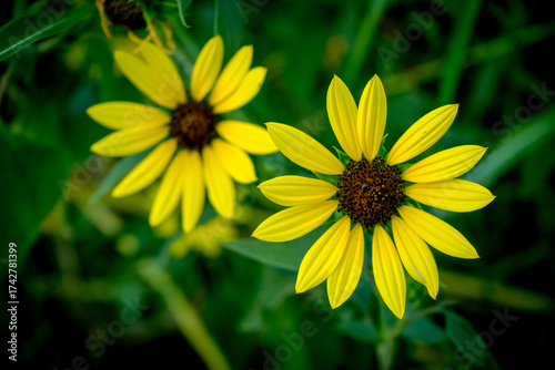 El brillo de un girasol puede llegar a ser como el sol.