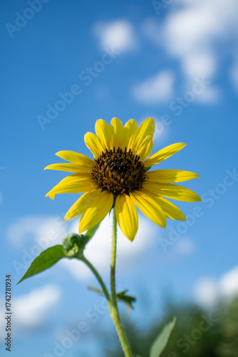 El brillo de un girasol puede llegar a ser como el sol.
