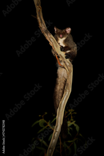 Southern or Central greater glider Petauroides volans large gliding marsupial native to the forests of southeastern Australia, furry nocturnal animal on the tree during the night