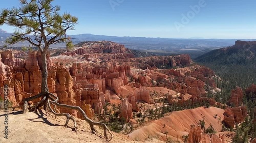 Bryce Canyon National Park in Utah. Hoodoos in giant natural amphitheaters along Paunsaugunt Plateau. Tree with exposed roots along Rim Trail.