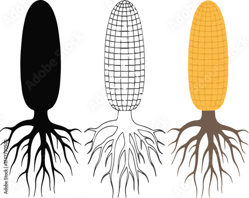 Three stylized corn cob illustrations with roots black outline and colored maize