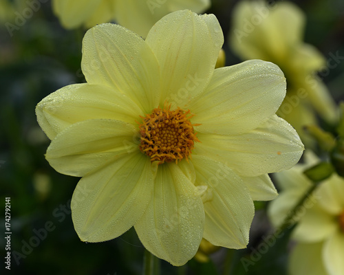 Beautiful close-up of an yellow dahlia flower