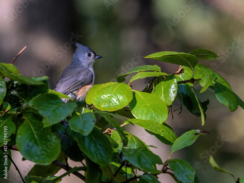 Tufted Titmouse perched among the leaves of a Rusty Blackhaw viburnum.