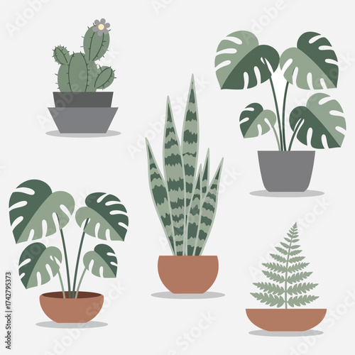 Various Potted Houseplants Including Cactus, Monstera, Snake Plant, and Fern