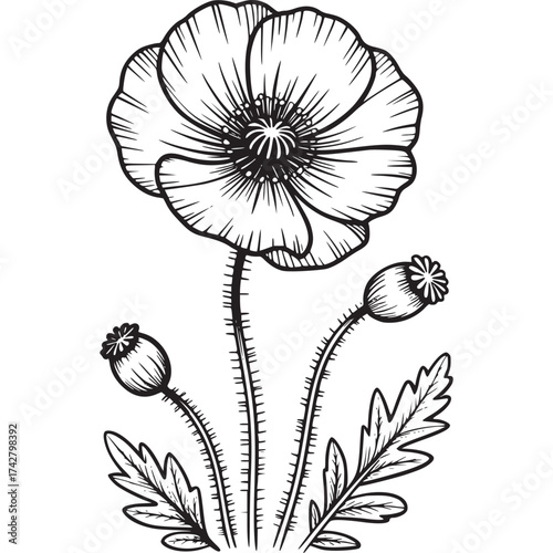 Vector art of poppy flower and buds