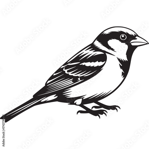 Vector art of sparrow