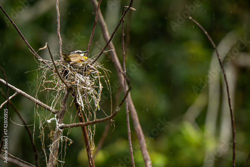 Obraz na płótnie Bird on a nest