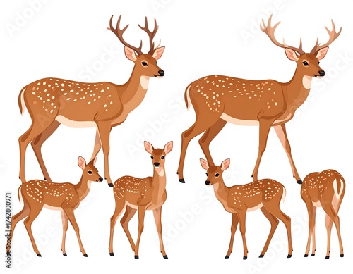 Illustrations of deer, featuring adults and fawns, in various poses