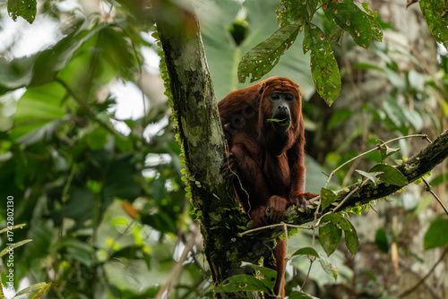 Sticker howler monkey in the tree