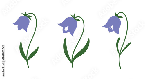Three delicate bluebell flowers with green leaves on a white background