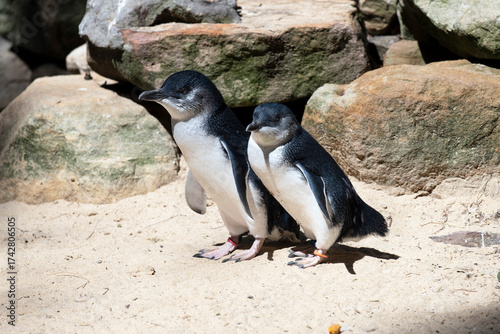 A pair of Little Blue Penguins (Eudyptula minor)