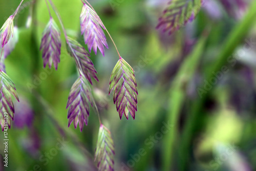 Inflorescence of northern wood oat, Uniola latifolia