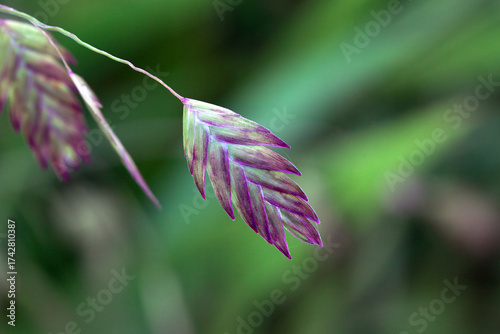 Inflorescence of northern wood oat, Uniola latifolia