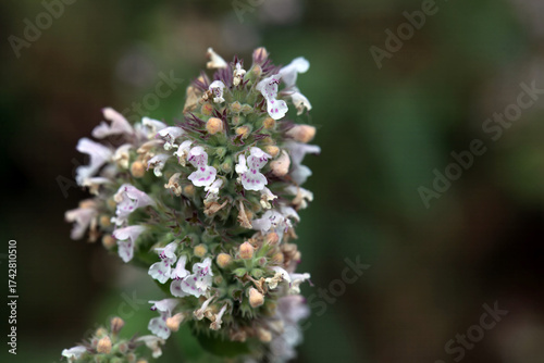 Blossoms of a catmint, Nepeta cataria