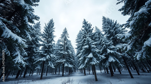Snow-dusted pine trees stand tall amidst a serene winter landscape, set against a soft, gradient blue sky