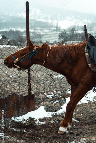 Brown horse standing near fence on winter countryside background