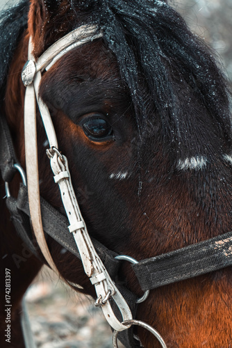 Detail of horse eye with bridle, close-up animal portrait