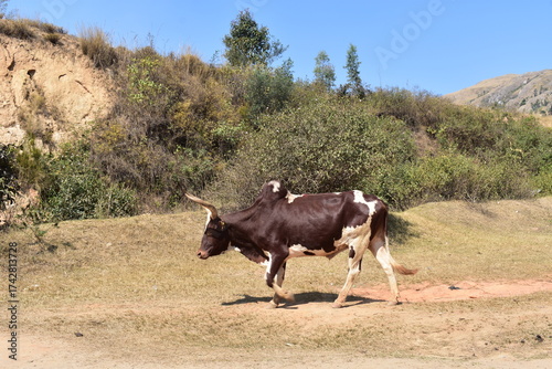 madagascar - wildlife