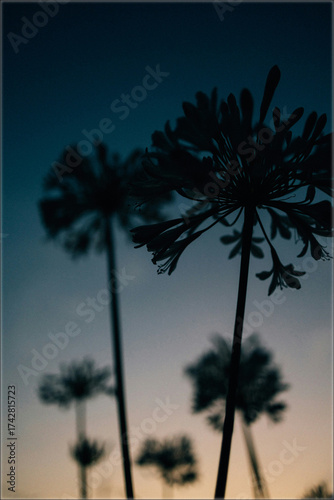 palm trees at night