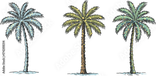 Tropical palm tree illustration, exotic nature drawing, summer beach design, green foliage artwork, detailed botanical sketch, holiday island landscape art