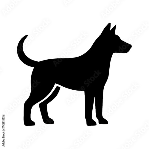 black and white dog