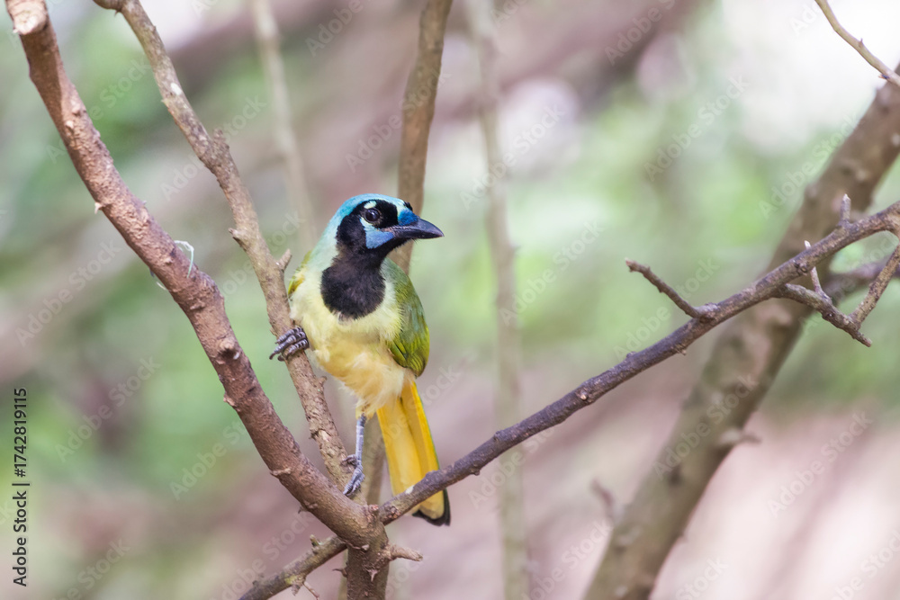 Naklejka premium Green Jay posing on a tree branch. Santa Ana National Wildlife Refuge