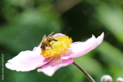 Gros plan sur une abeille qui butine une fleur