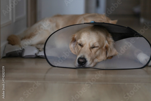 A pet golden retriever dog sleeps in a veterinary collar.