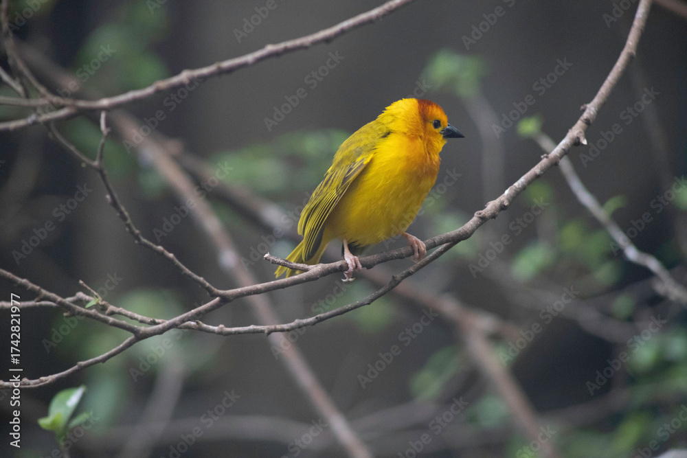Fototapeta premium Bright yellow tropical bird perched on a branch
