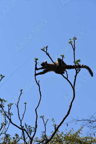 madagascar - wildlife