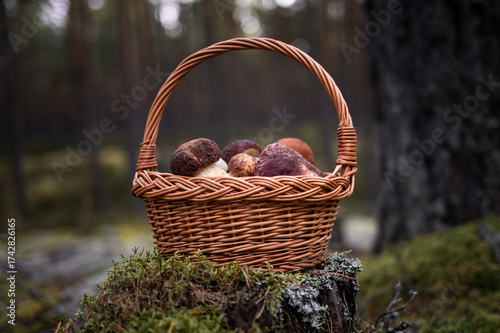 Wicker Basket of Boletus Pinophilus and Leccinum Mushrooms on tree stump