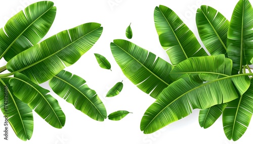 Vivid illustration of lush green banana leaves against bright white background