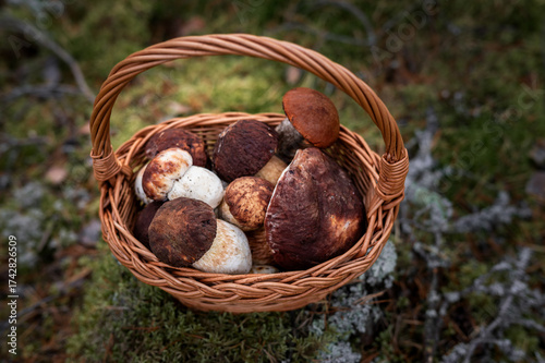 Wicker Basket of Boletus Pinophilus and Leccinum Mushrooms on Moss