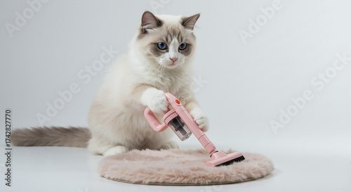 Funny Ragdoll cat cleaning a pink rug with a toy vacuum cleaner. Cute kitten doing household chores on a white background