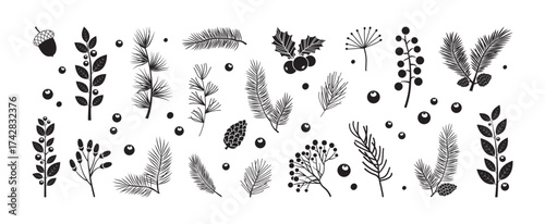Winter or autumn plant. Christmas fir tree, holly berry, sprig, leaf, branch needle. Holiday pine cone, spruce, mistletoe, evergreen cedar, twig drawing isolated on white bg. Xmas vector illustration