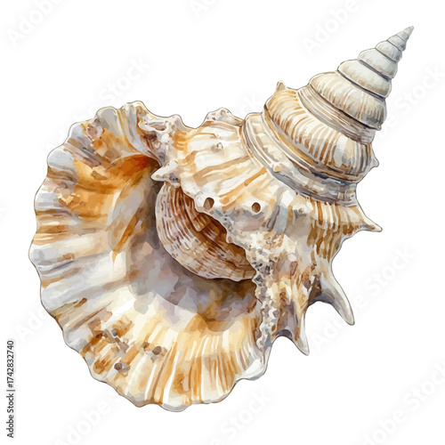 watercolor vector of Seashell, isolated on a white background.