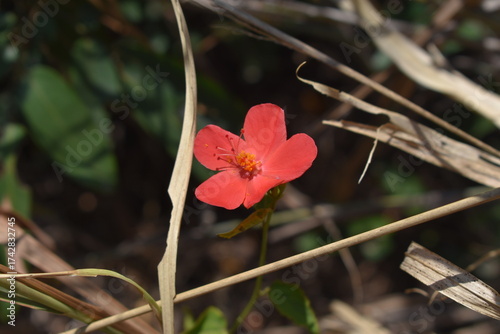 madagascar - plants