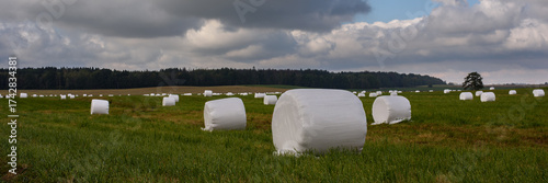 Round bales of hay wrapped in white plastic film on a green field under a cloudy sky. Haymaking. Forage harvesting. Widescreen panoramic agricultural landscape in 15x5 format