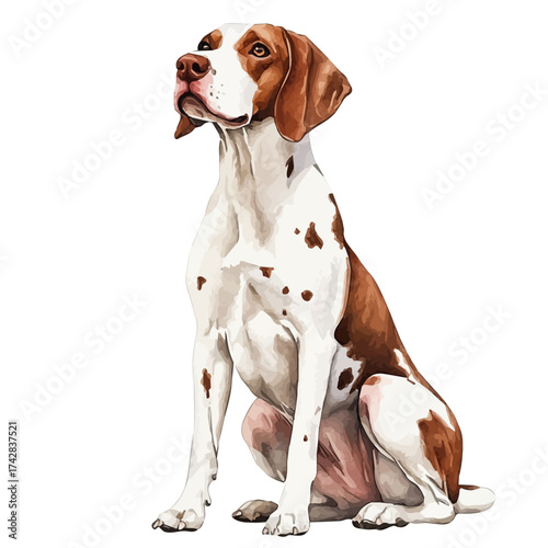 watercolor of Pointer, vector, isolated on a white background.