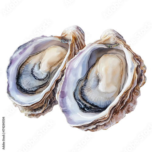 Oyster, watercolor painting vector, isolated on a white background.