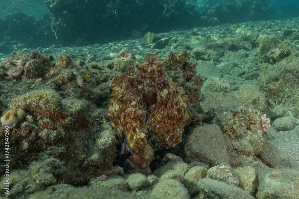 Fototapeta premium Octopus king of camouflage in the Red Sea, Eilat Israel 