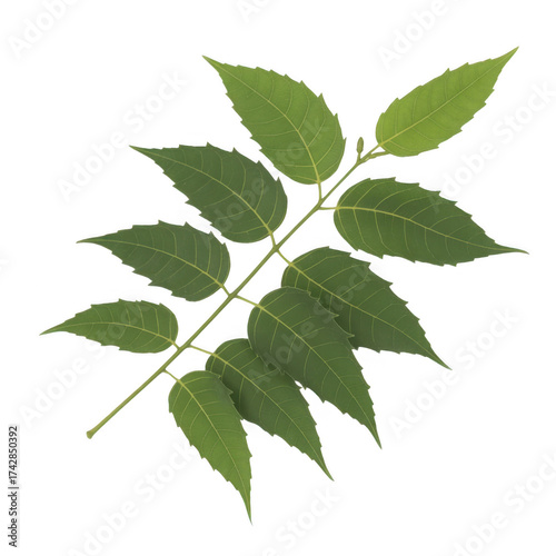 Green neem leaves branch with serrated edges and visible veins isolated on a transparent background leaf