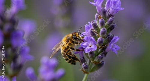 A close-up macro photograph of a bee collecting nectar from a vibrant purple lavender flower in a field