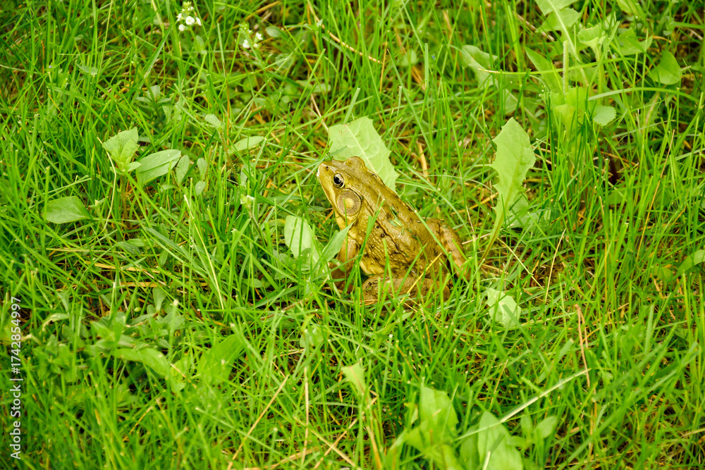 Obraz premium frog in the grass