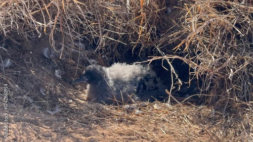 Laysan albatross chick hiding in the bushes at the Kaena Point bird sanctuary on Oahu, Hawaii