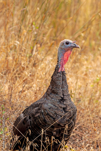 Wild Turkey profile portrait